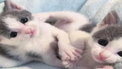 Inseparable Rescue Twin Kittens Get Adopted Into Their Forever Home Together