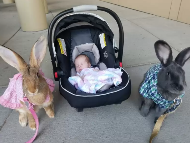 Introducing the Giant Rabbit Guardians: The Unbreakable Connection of ...