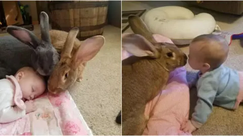 Introducing the Giant Rabbit Guardians: The Unbreakable Connection of Alfie, Amelia, and Baby Bailey
