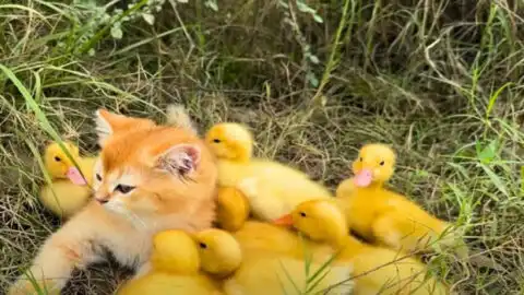 Kitten Leads Duckling Friends on a Fun-Filled Adventure