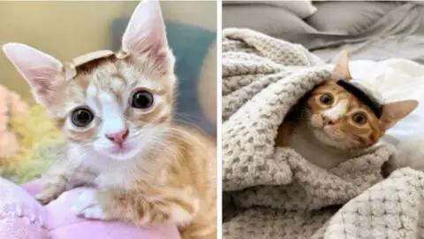 Kitten with a Rare Condition Needs a Helmet Following Abandonment