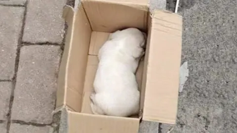Man Devastated to Find a Shivering Puppy Crying and Struggling Inside a Tiny Box