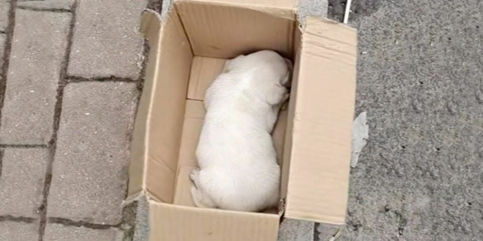 Man Devastated to Find a Shivering Puppy Crying and Struggling Inside a Tiny Box