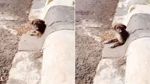 Man Discovers His Soul Dog After Seeing a Sweet Face Peeking Out from a Drain Pipe