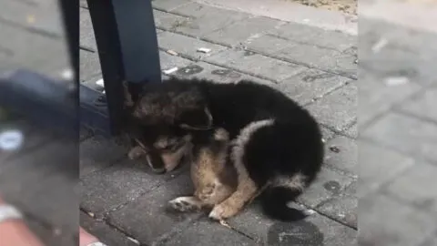 Man Spots a Pup Unconscious by the Roadside and Chooses to Investigate