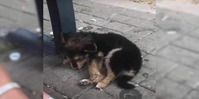 Man Spots a Pup Unconscious by the Roadside and Chooses to Investigate