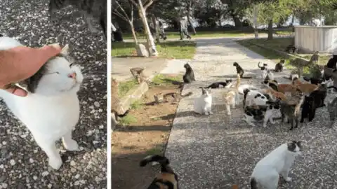 Meagan Arrives to Rescue One Cat, Only to Find 33 Additional Cats in Need