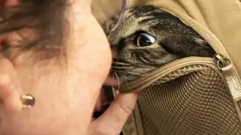 Missing Cat Found: Owners Reunite with Their Feline After 12 Years