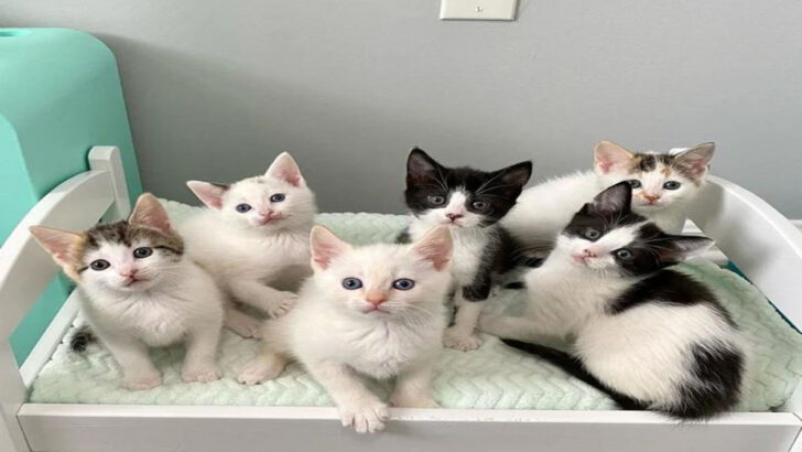 Mother Cat Abandons Her 10-Day-Old Kittens, Leaving Them in Urgent Need of Assistance