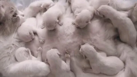 Mother Cat Nurtures Her Litter of Kittens