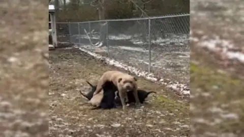 Mother Dog Couldn’t Find Words to Express Her Gratitude to the Woman Who Saved Her Cherished Puppies