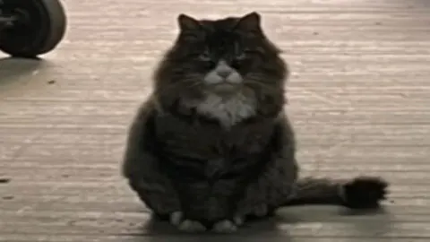 Mysterious Cat with a Tough Appearance Continually Visits Local Feed Store, Eager for Affection