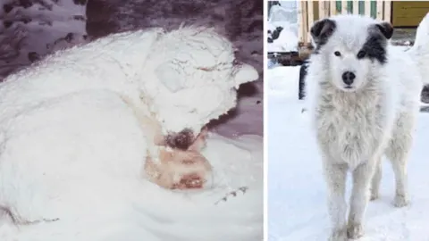 Neighbors Discover Dog Struggling in the Snow, Rush to Assist, Only to Find Him Guarding a Young Boy