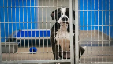 Observe the Pain of This Dog Who Discovers He’s the Last One Left After His Friends Are Adopted
