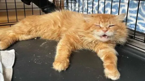 Once a Stray Ginger Cat Roaming the Streets of New York, Now Living a Brand-New Life