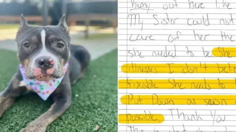 Owner Leaves Dog at Shelter with a Heartbreaking Note Requesting Euthanasia