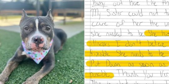 Owner Leaves Dog at Shelter with a Heartbreaking Note Requesting ...
