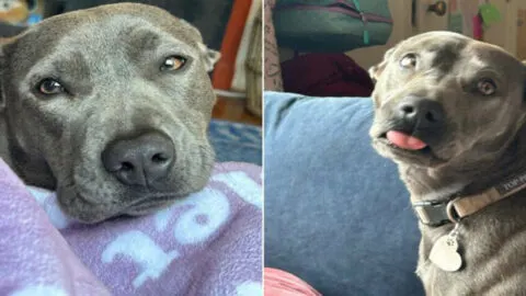 Owner Stunned by $400 Vet Bill After Dog’s Minor Diagnosis