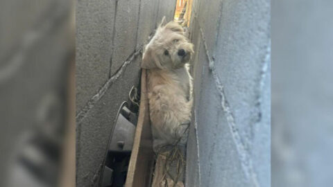 People Stunned to Find a Fluffy White Animal Residing in a Tight Gap Between Garage Walls