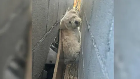 People Stunned to Find a Fluffy White Animal Residing in a Tight Gap Between Garage Walls