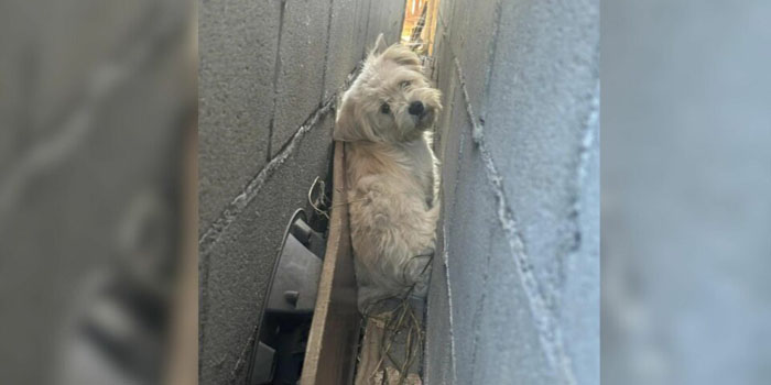 People Stunned to Find a Fluffy White Animal Residing in a Tight Gap Between Garage Walls