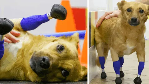 Prosthetic Paws Give New Life to Amputee Rescue Dog Who Was Facing Euthanasia