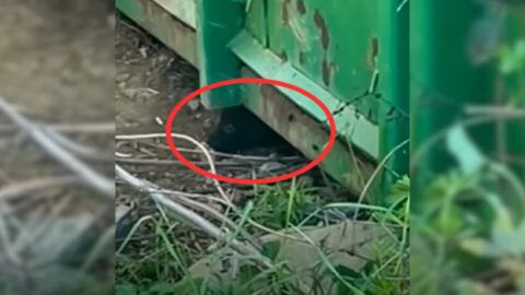 Puppy Stopped Eating After Rescue Until She Found a Mama Dog Who Welcomed Her