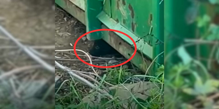 Puppy Stopped Eating After Rescue Until She Found a Mama Dog Who Welcomed Her