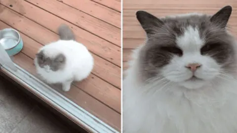 Ragdoll Cat Reclaims Happiness After Being Abandoned by His Previous Family