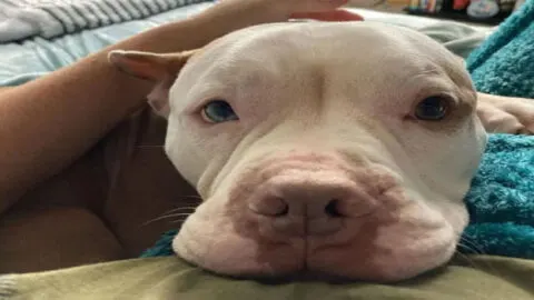 Rejected Shelter Dog Finds Ideal Owner Who Truly Understands Him