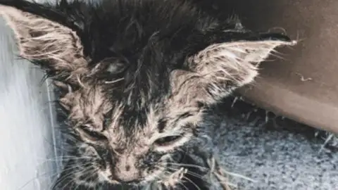 Rescue Dog Gatsby and His Owner Save a Kitten