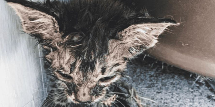 Rescue Dog Gatsby and His Owner Save a Kitten
