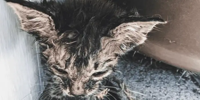 Rescue Dog Gatsby and His Owner Save a Kitten