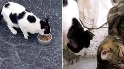 Rescued Cat Is Adopted and Begins Mimicking His Feline Brother’s Every Move