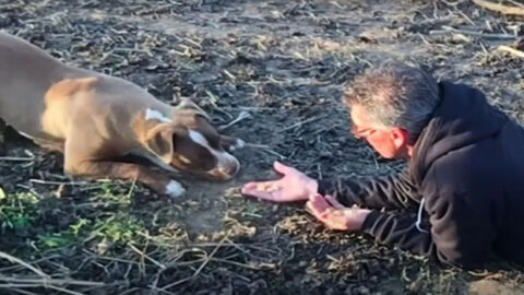 Rescued Pit Bull Discovers Love and Trust After Surviving 15 Months Alone