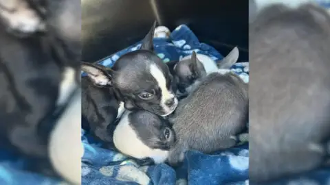 Rescuers Discover Puppies Abandoned Outside Shelter, But What Happened Next Left Them Astonished