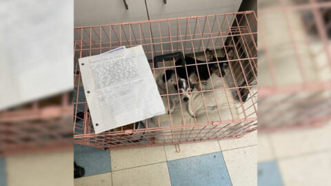 Rescuers Heartbroken After Finding Two Abandoned Dogs Outside Shelter with a Devastating Owner’s Note