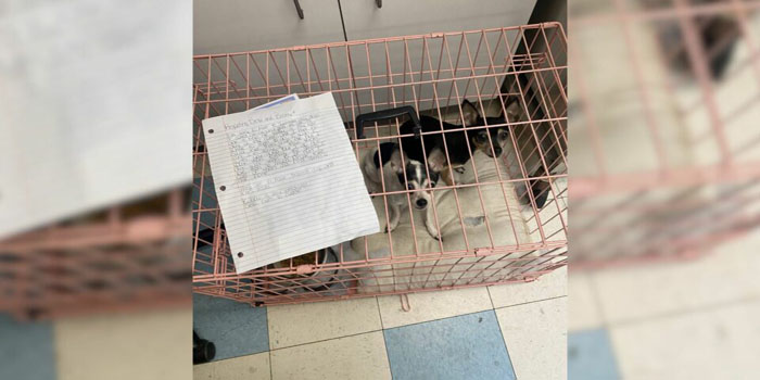 Rescuers Heartbroken After Finding Two Abandoned Dogs Outside Shelter with a Devastating Owner’s Note