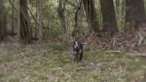 Rescuers Moved to Tears by the Horrific Treatment of a Dog Found Behind a Cemetery
