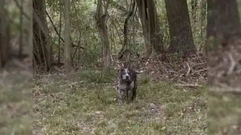 Rescuers Moved to Tears by the Horrific Treatment of a Dog Found Behind a Cemetery