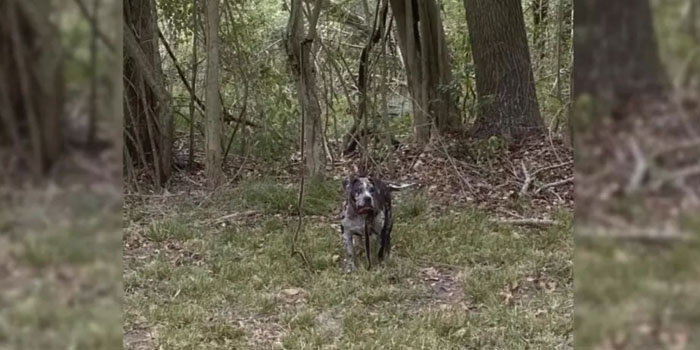 Rescuers Moved to Tears by the Horrific Treatment of a Dog Found Behind a Cemetery
