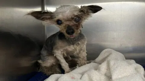 Rescuers Stunned to Their Core by Loud Cries Emitting from a Bag in a Dumpster