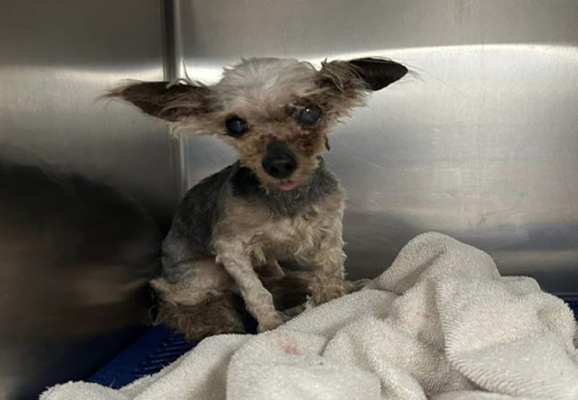 Rescuers Stunned to Their Core by Loud Cries Emitting from a Bag in a Dumpster