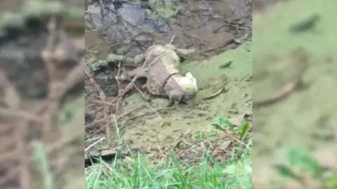 Rescuers Who Hastened to Aid Unresponsive Dog in Ditch Found an Unexpected Reality
