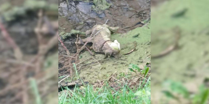 Rescuers Who Hastened to Aid Unresponsive Dog in Ditch Found an Unexpected Reality