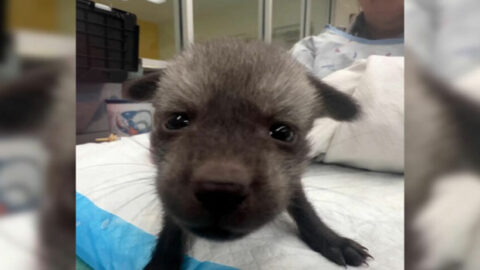 Rescuers in Shock: ‘Bat-Eared’ Puppy Turns Out to Be Something Unexpected