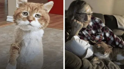 Resilient Three-Legged Stray Cat Endures 9 Harsh Winters Before Finding a Loving Home
