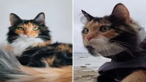 Saved Calico Cat Has an Uniquely Adorable Meow That Will Warm Your Heart Instantly