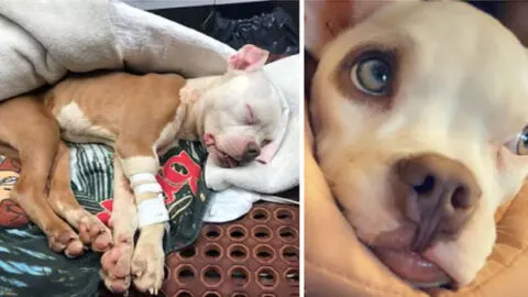 Saved on Christmas: Officer Adopts ‘Miracle’ Dog Left for Dead