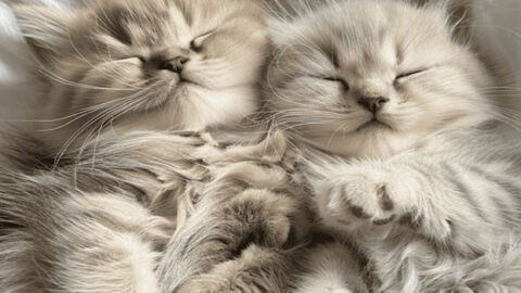 See How This Micro-Mini Kitten Develops Over Time